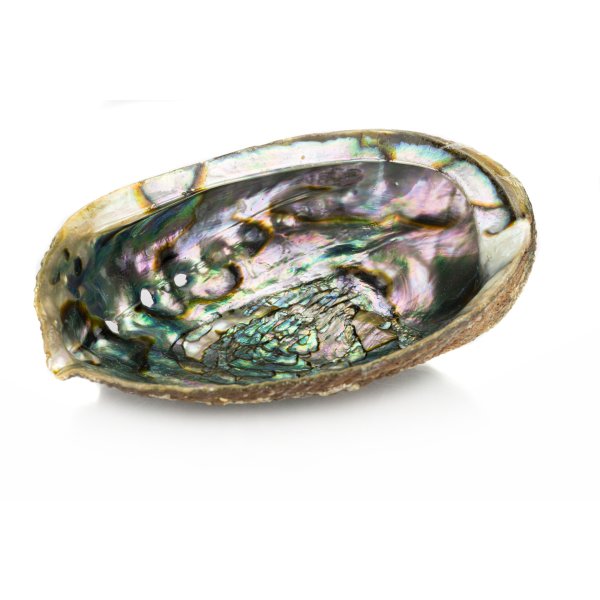 Podstawka muszla Paua Abalone