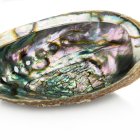 Podstawka muszla Paua Abalone